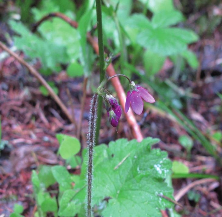 Кортуза Маттиоли