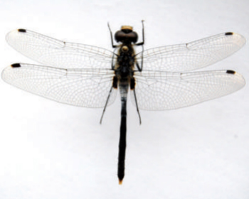 Белолобая леукориния