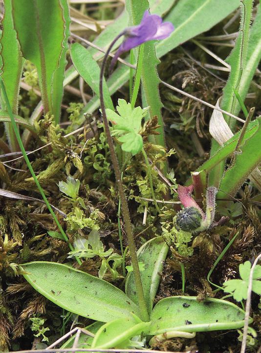 Жирянка обыкновенная