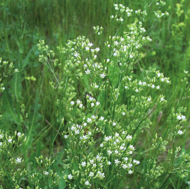 Еремогоне длиннолистная