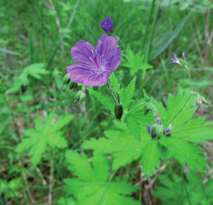 Герань болотная