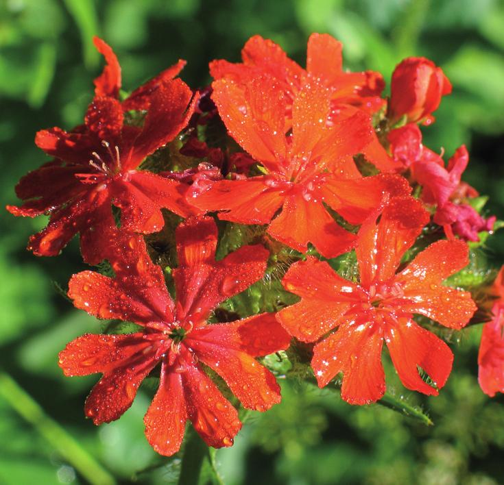 Зорька халцедонская