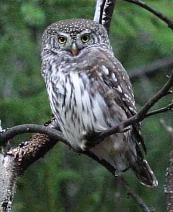 Воробьиный сычик
