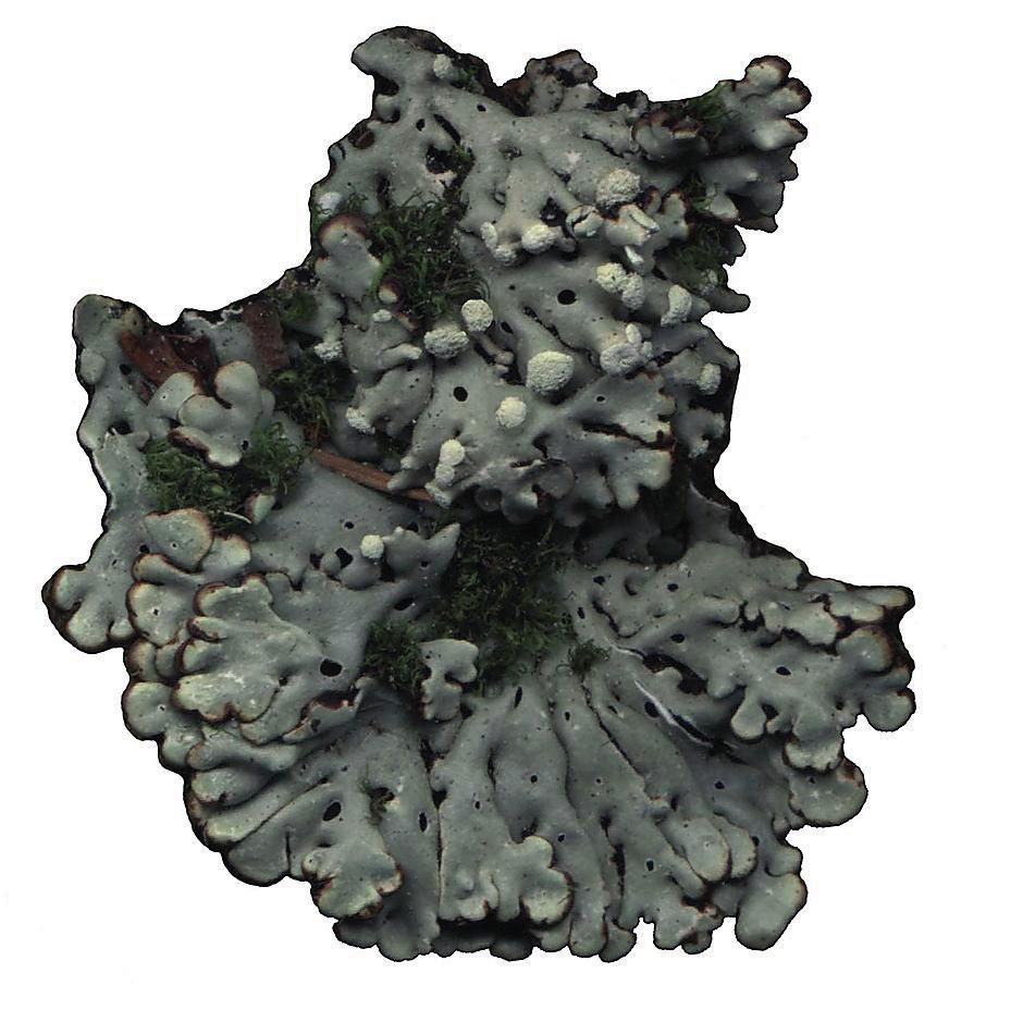 Менегацция продырявленная