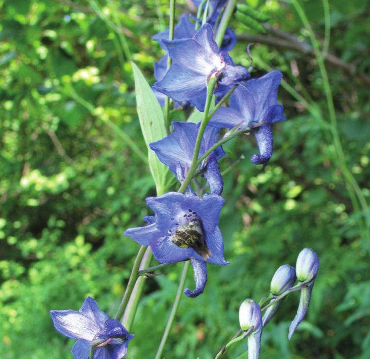 Живокость клиновидная