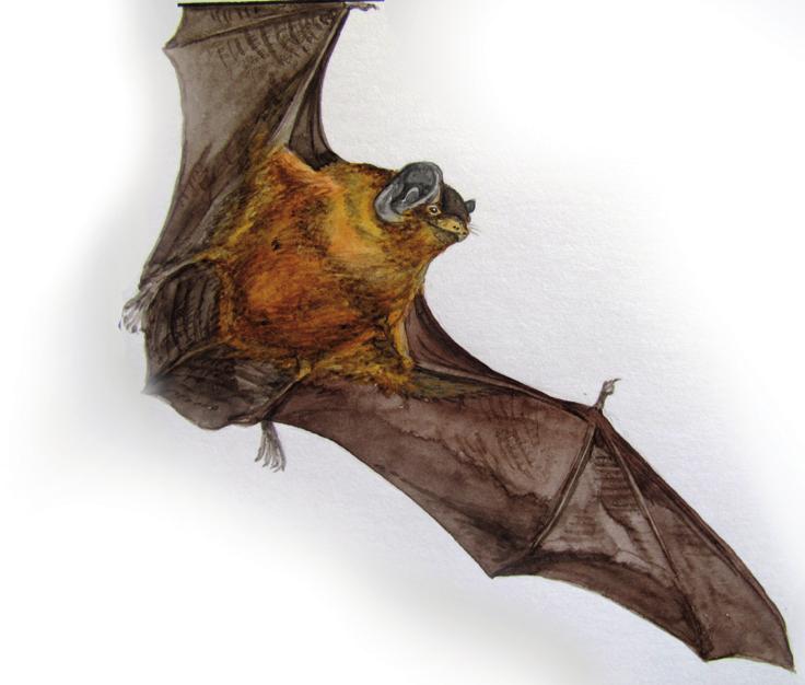 Рыжая вечерница