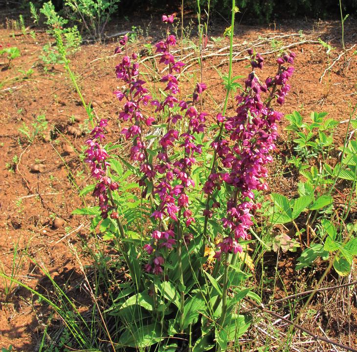 Дремлик темно-красный