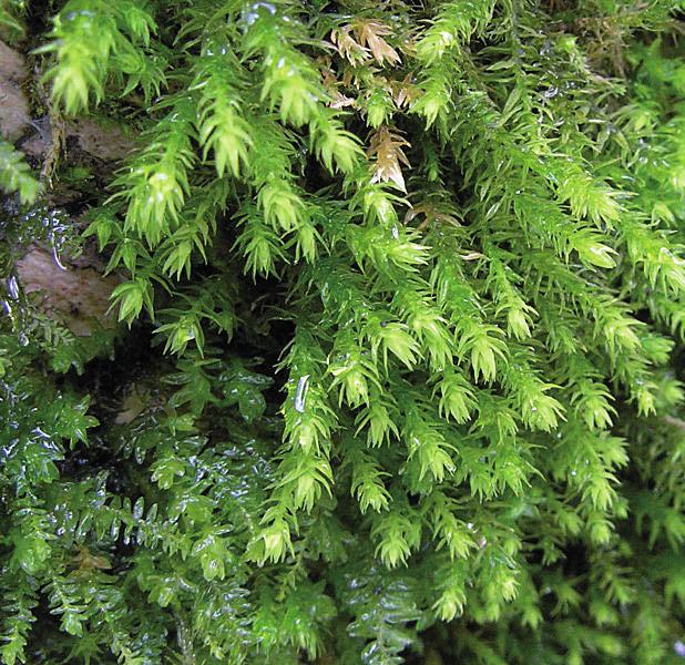 Аномодон длиннолистный