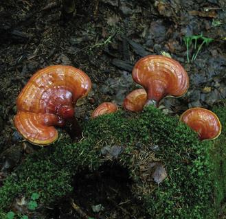 Трутовик лакированный