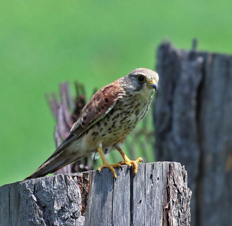 Обыкновенная пустельга