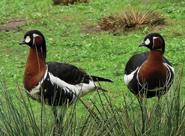 Краснозобая казарка