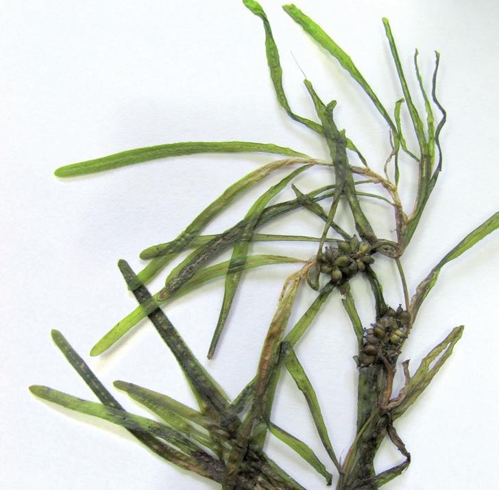 Рдест туполистный