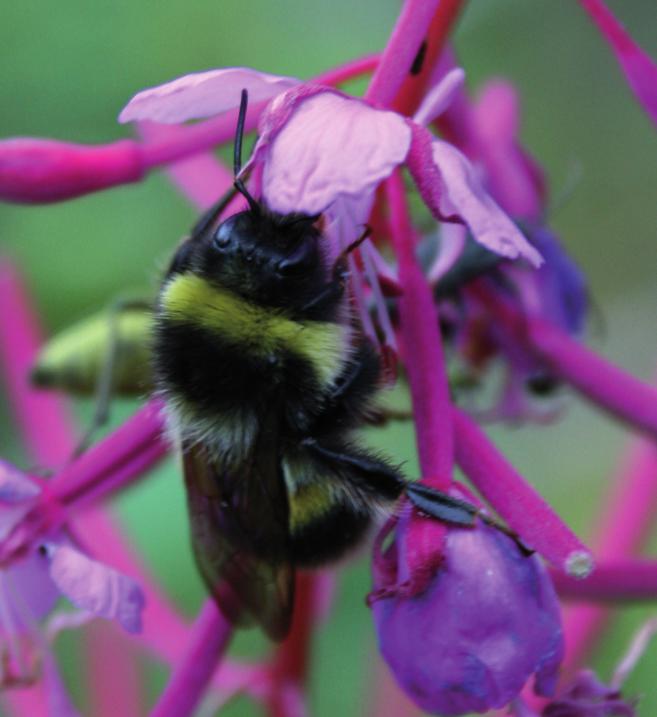 Шмель патагиатус