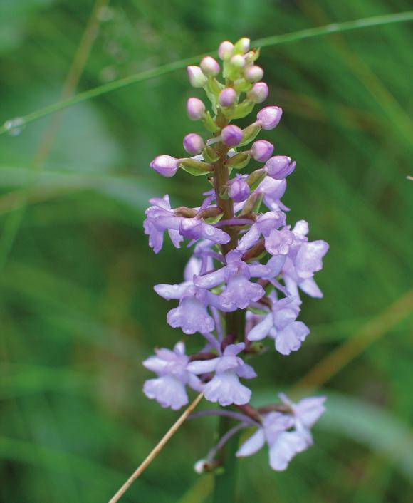 Кокушник длиннорогий