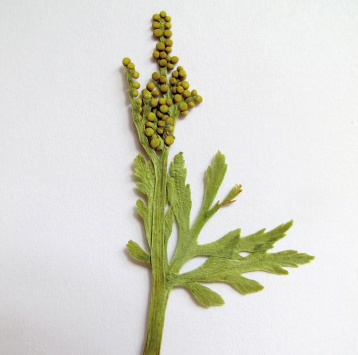 Гроздовник ланцетовидный