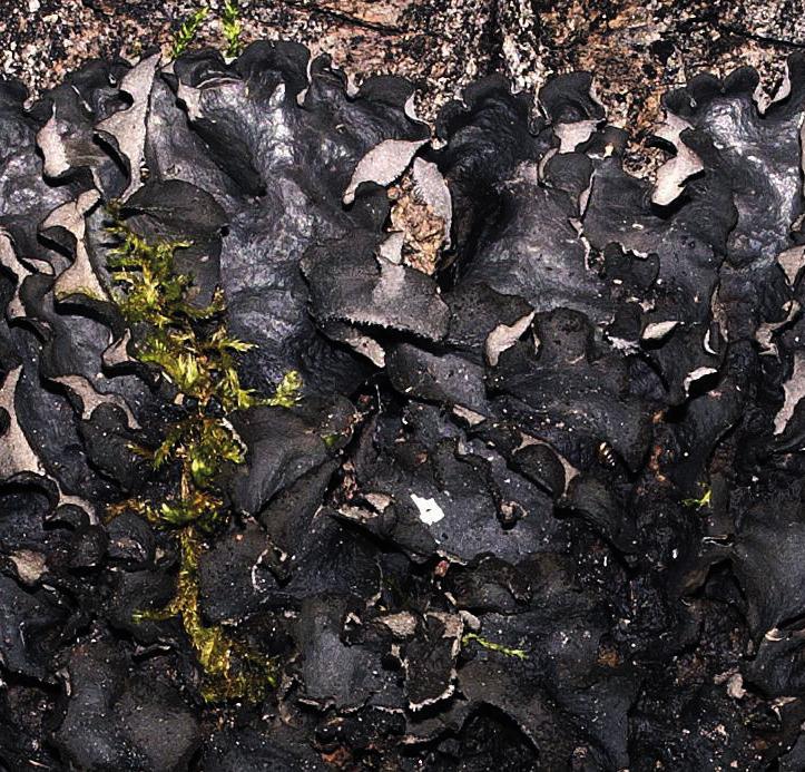 Лептогиум насыщенный