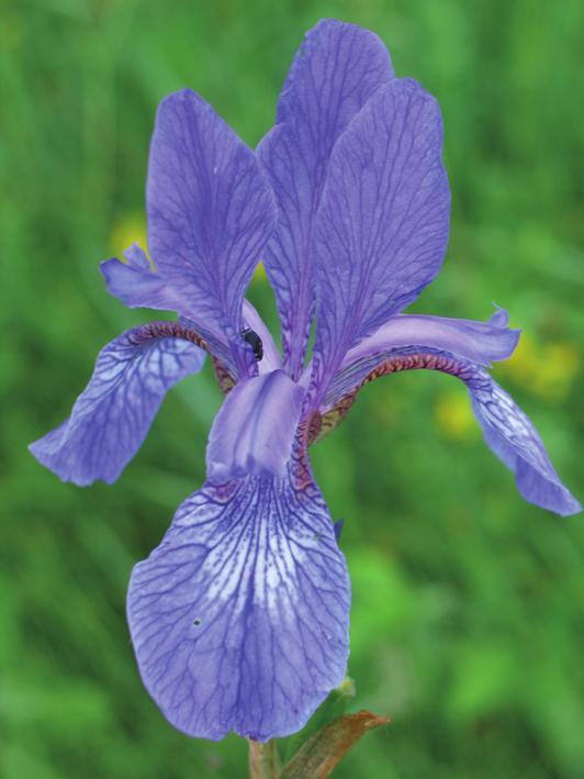 Ирис сибирский