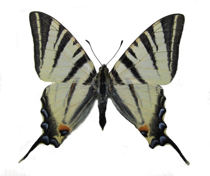 Хвостонец подалирий