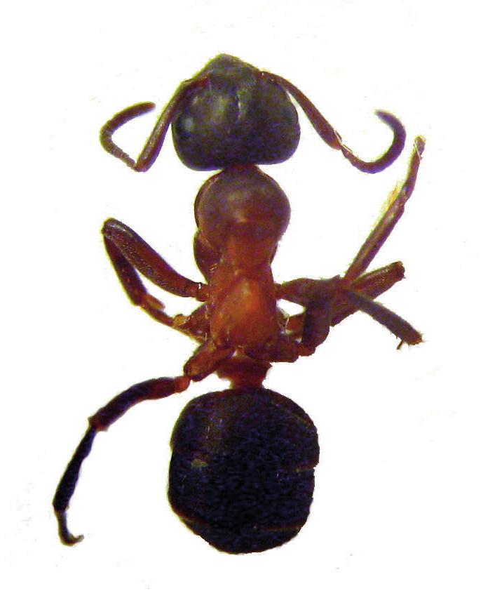 Черноголовый лесной муравей