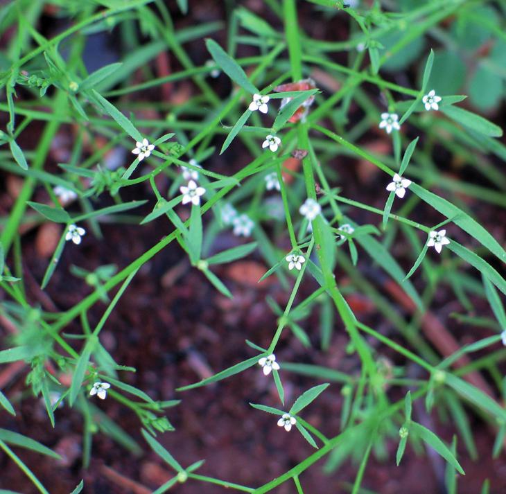 Ленец полевой