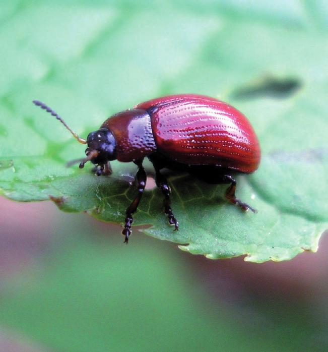 Сибирская гониоктена