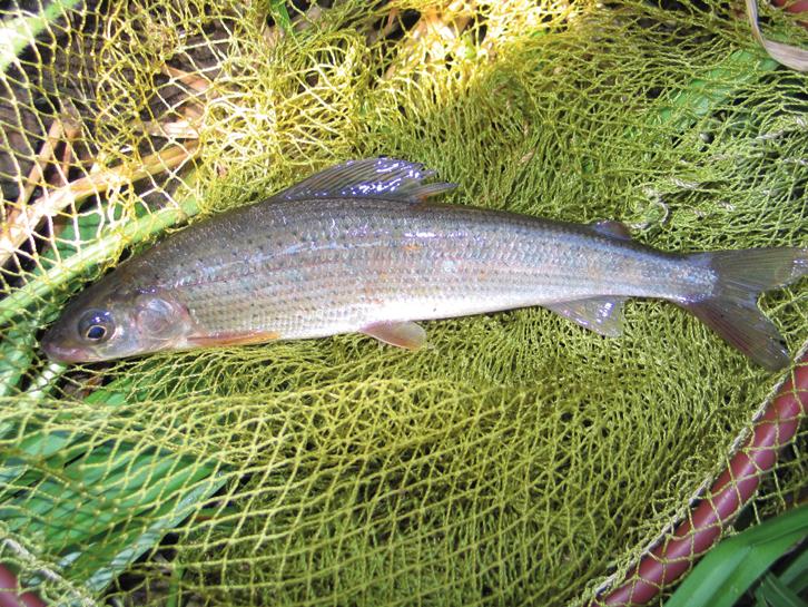 Европейский хариус