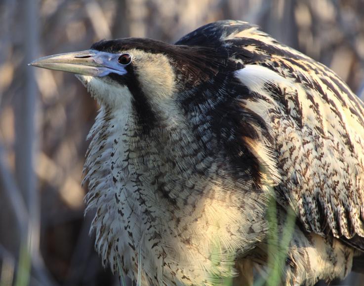 Большая выпь