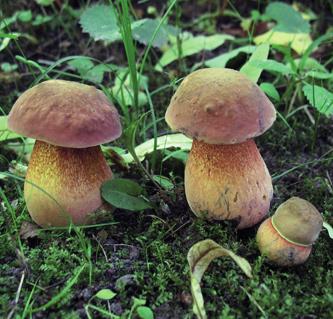 Дубовик оливково-бурый