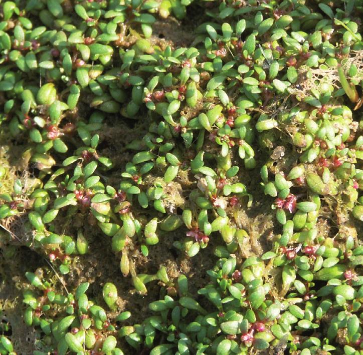 Повойничек согнутосемянный