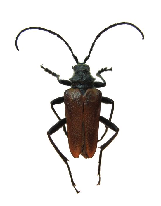 Еловая пахита