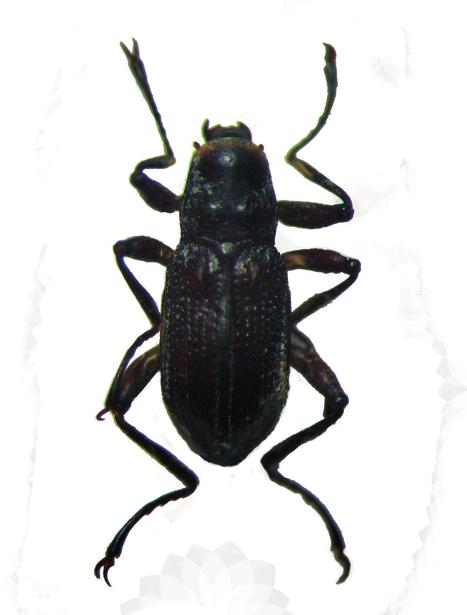 Четырехбороздчатый макронихус