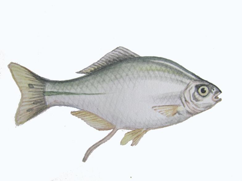 Обыкновенный горчак