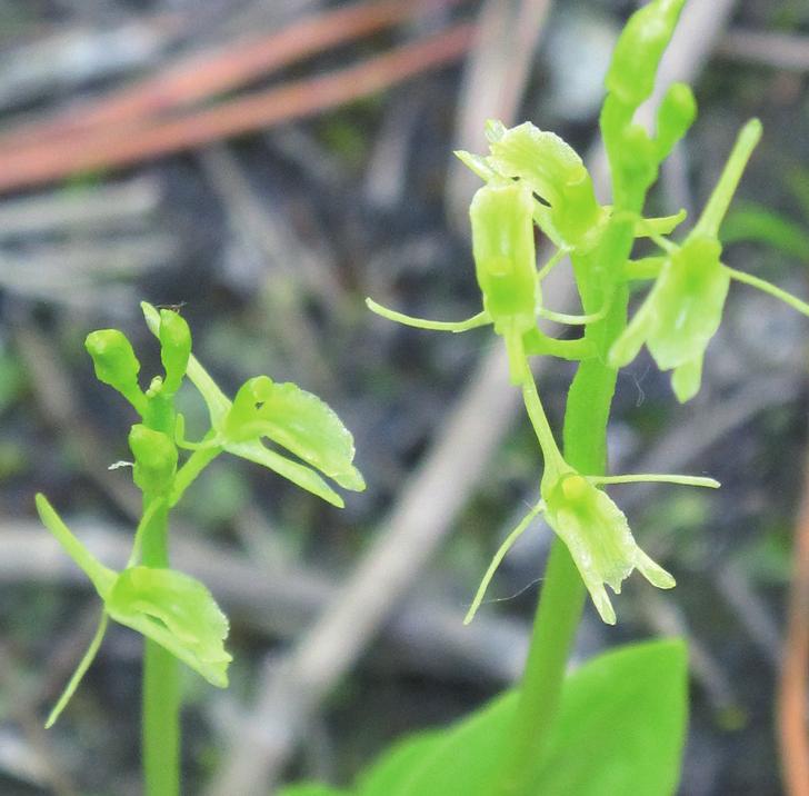 Липарис Лёзеля