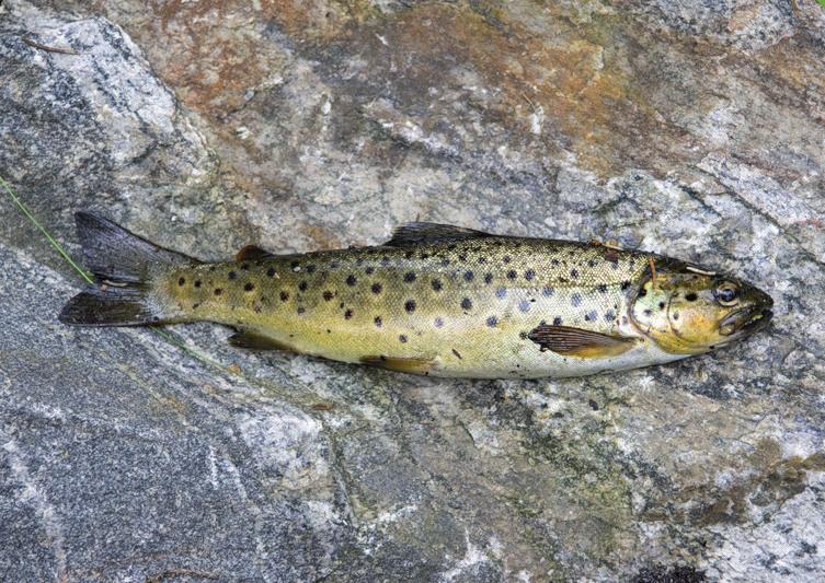 Ручьевая форель