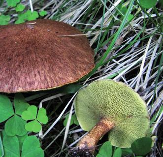 Болетинус полоножковый