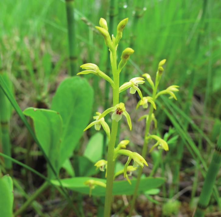 Ладьян трехнадрезанный