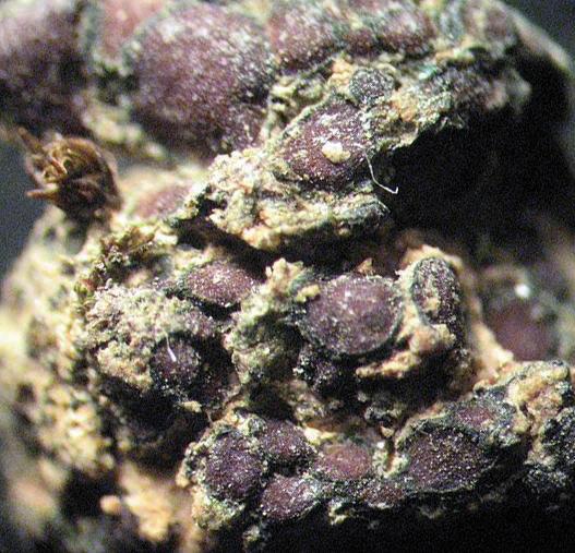 Коллема топяная