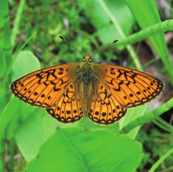 Болотная перламутровка