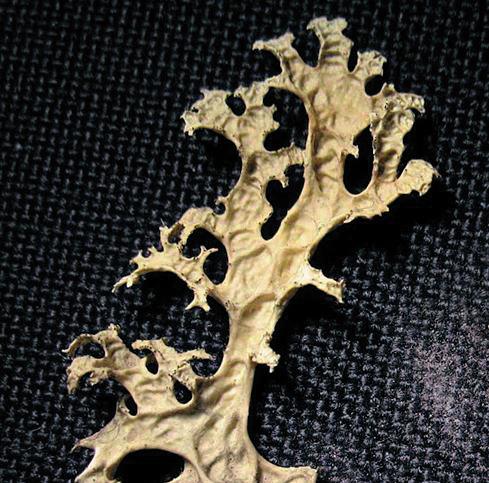 Флавоцетрария снежна