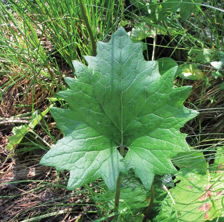 Белокопытник холодолюбивый