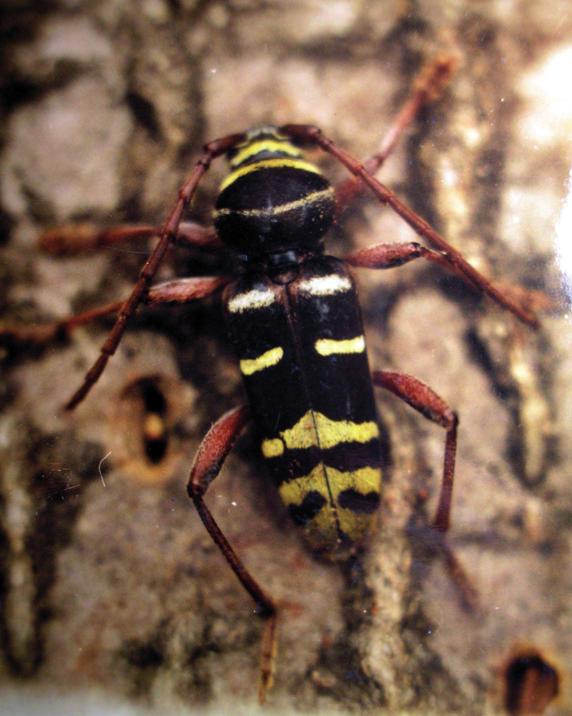 Пестрый дубовый усач