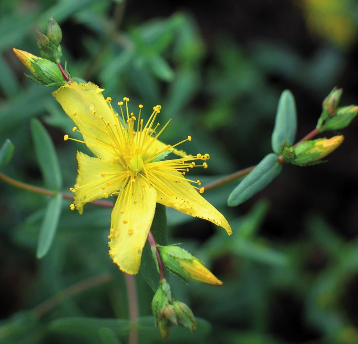 Зверобой изящный