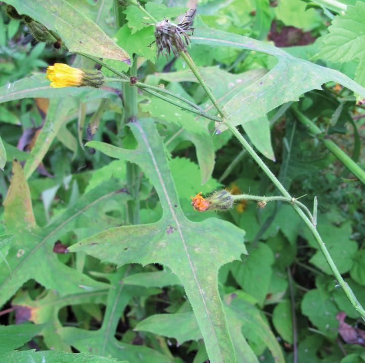 Осот болотный