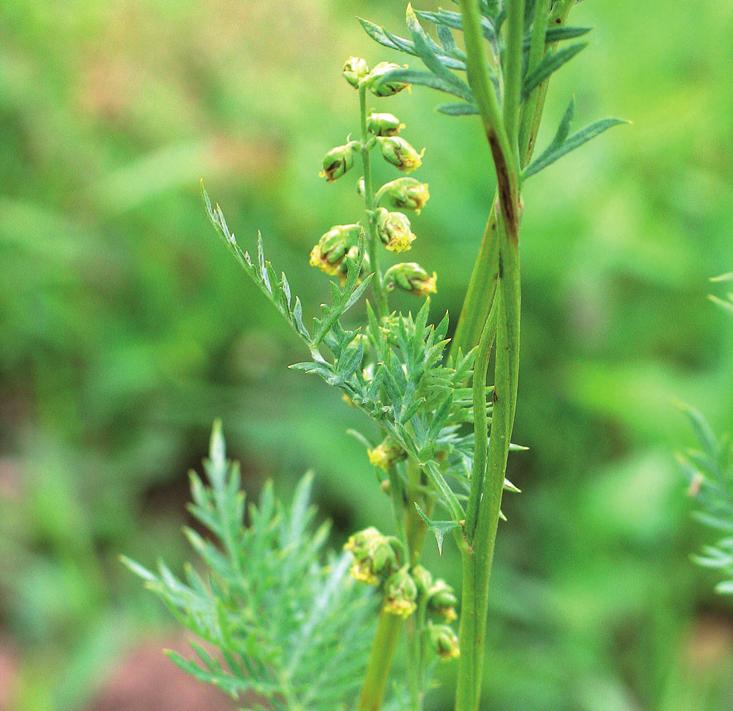 Полынь широколистная