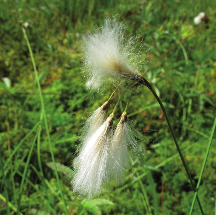 Пушица стройная