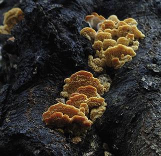 Миколептодоноидес Васильевой