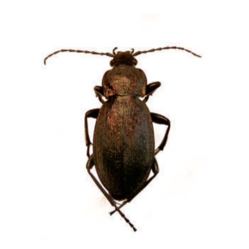 Жужелица регалис