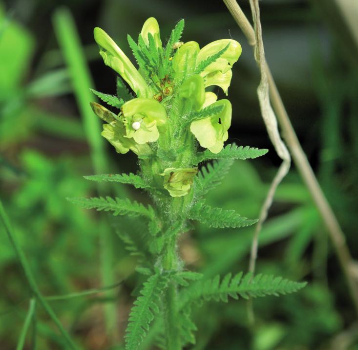 Мытник Кауфмана