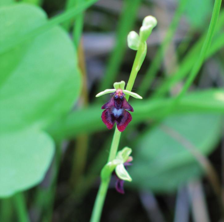 Офрис насекомоносная