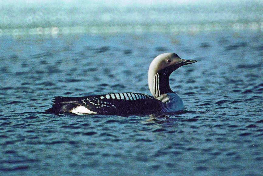 Чернозобая гагара